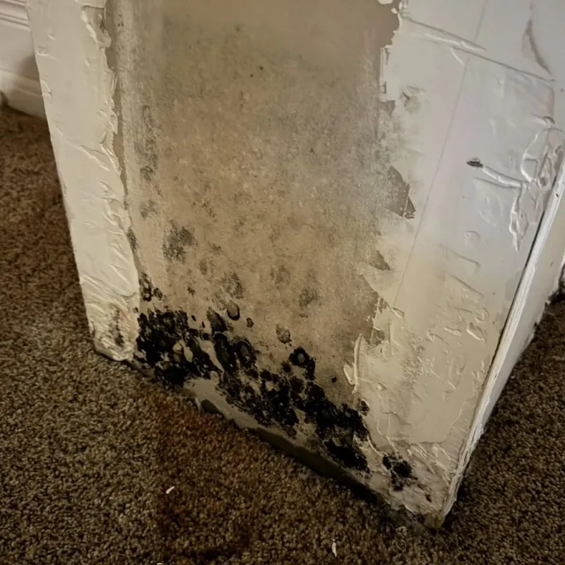 Professional Mold Removal in Union County, IA